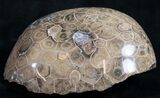 Polished Fossil Coral Head - Morocco #9329-2